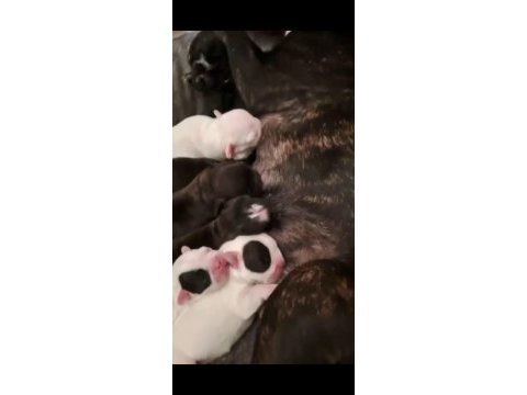 Yeni doğmuş french bulldog yavrular