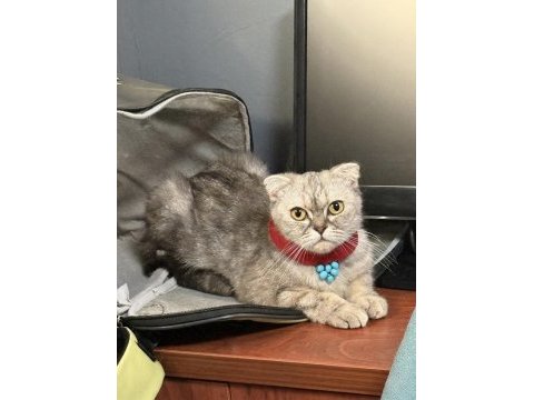 Scottish fold güzeller güzeli frape