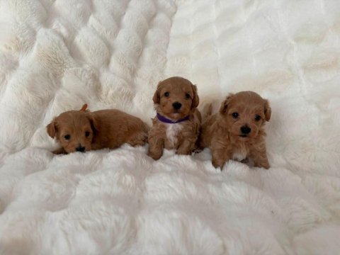 Maltipoo yavrularımız