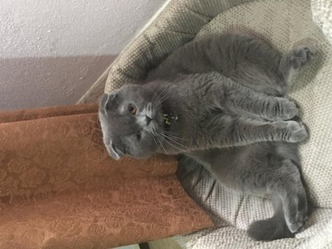 Yer sıkıntısından dolayı acil british shorthair