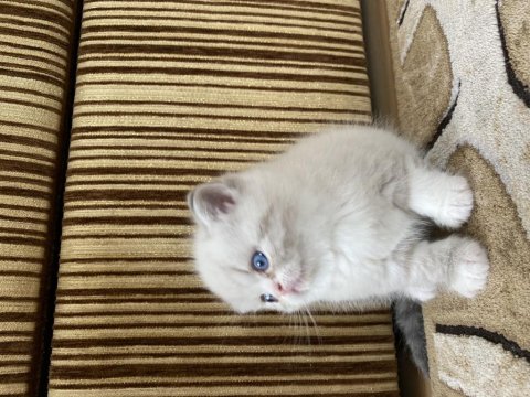 Minik yavrularımıza yuva arıyoruz british shorthair