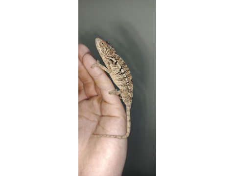 Panter bukelemun