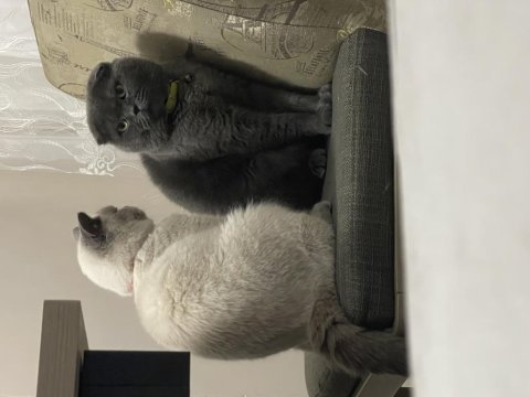 Scottish fold