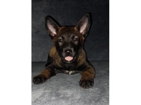 Malinois sadece ne istediğini bilenler iletişime geçsin