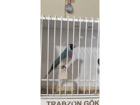 Mavi gökkuşağı ispinozu takım