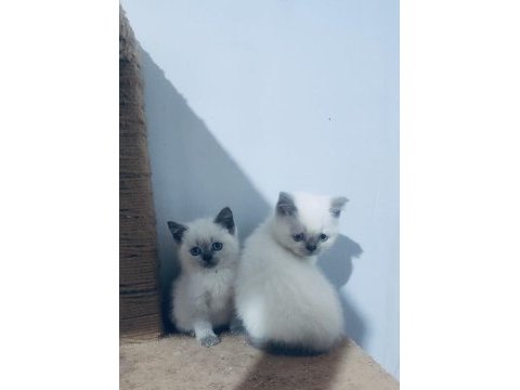 Blue point british shorthair yavrularımız yuvasını arıyor