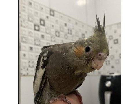 Yavru sultan papağanı (bilezikli)