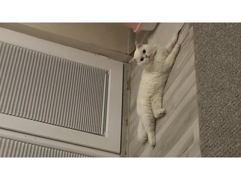 British shorthair erkek kedime eş arıyorum