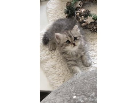 Silver tabby longhair dişi kedimiz