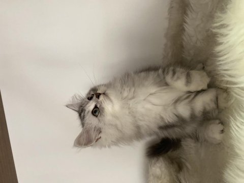 Özel ayı surat british longhair yavrularım safkan orjinal