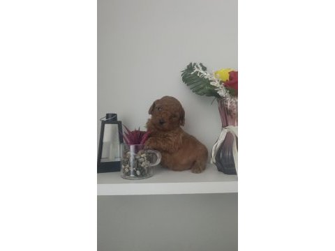 Toy poodle bebekler