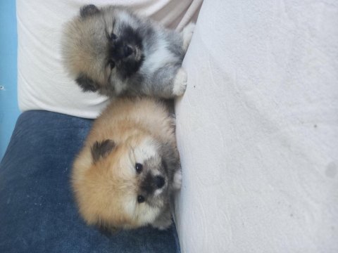 Teacup kar beyaz pomeranian yeni yavrular