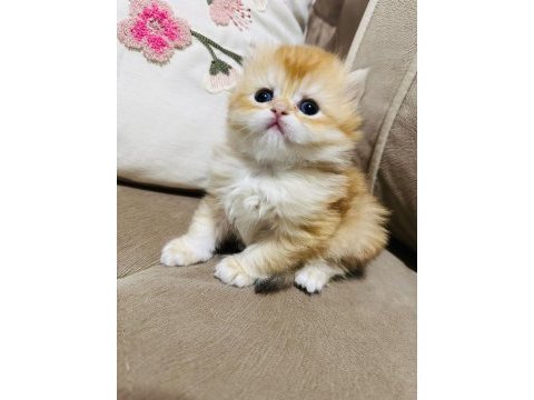 Anne baba şecereli çok kaliteli british longhair