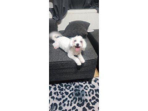 1 yaşında dişi köpeğimiz