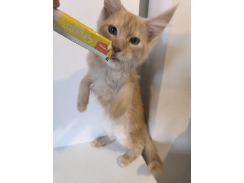 Şecereli maine coon yavruları dişi 3 aylık