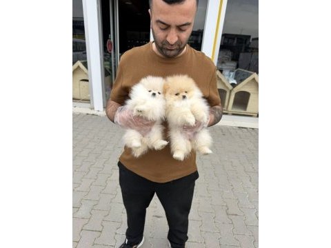 Maltipo yavrular toy poodle yavrular ankara mağazamızda