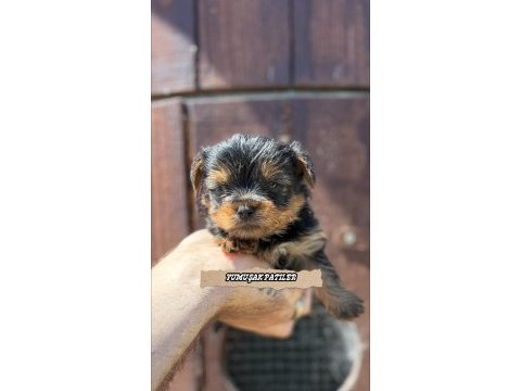 Teacup yorki gold