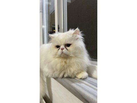 Çiftleştirme persian