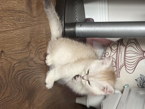 Ocean blue prenses british shorthair