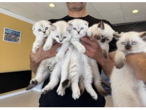 Top kafa scottish fold yavrular ankara mağazamızda 
