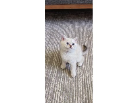 Golden point erkek british shorthair kardeşler