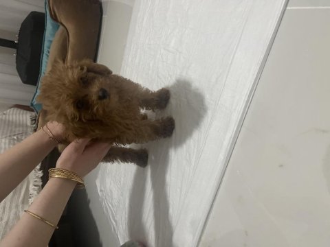 Acil poodle köpeğimiz