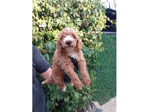 Irk ve sağlık garantili poodle bebeklerimiz