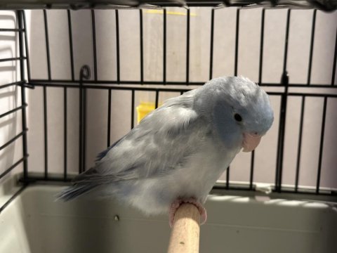 Dişi pied forpus papağanı