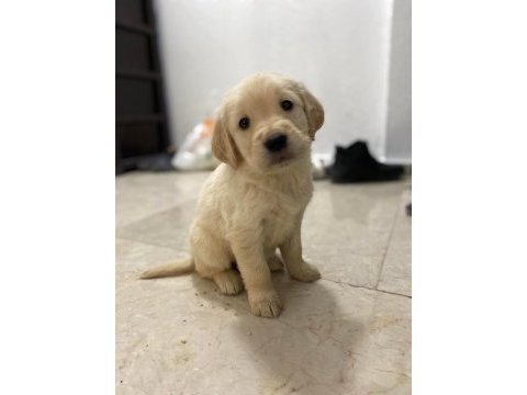 Bebek suratlı golden retriever yavrularım