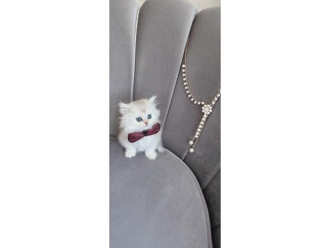 Silver british longhair erkek