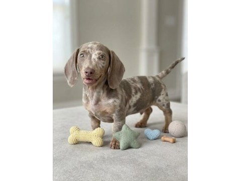 Göz kamaştıran güzellikte isabel merle dachshund yavru