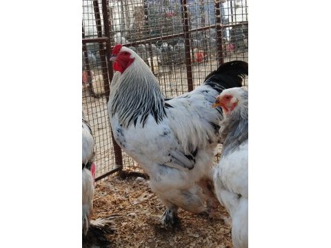 Light blue brahma kuluçkalık yumurta & civciv
