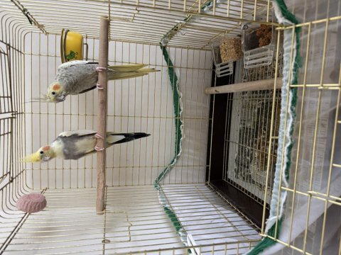 Çift sultan papağanı hazır takım