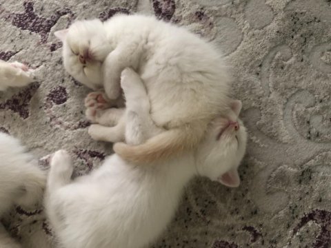 İran chinchilla yavrular