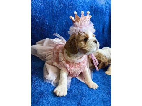 Prenses ve prens safkan cavalier king charles yavrular