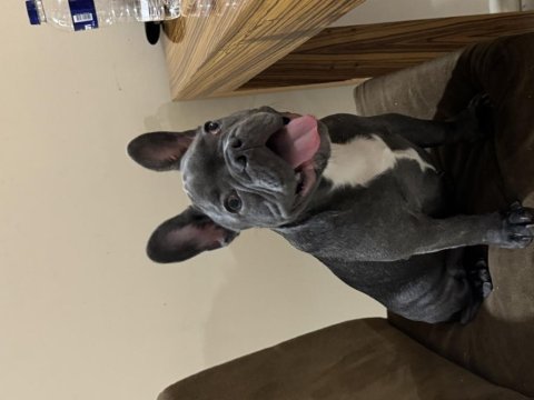 6 aylık sosyal erkek fransız bulldog
