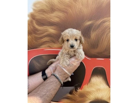 Irk garantili maltipoo yavrularımız