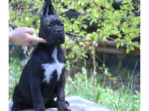 Fcı-kıf secereli federasyon kayıtlı cane corso