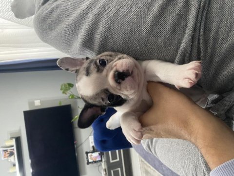 İzmir kaliteli french bulldog yavrular