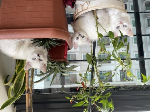 1 aylık british shorthair özel kediler