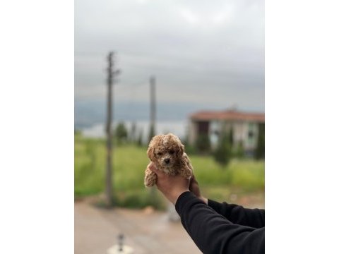 Yeni yuvasına hazır maltipoo ve poodle yavrularımız