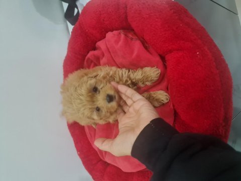 Teslime hazır minyatür poodle miniğim