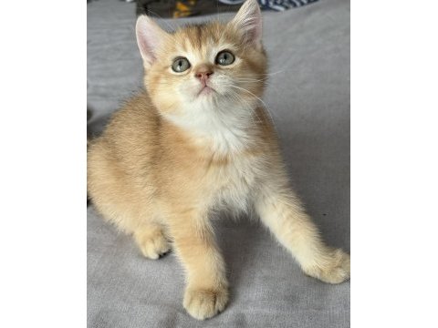 Ny11 safkan british shorthair golden bebek