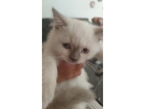 Scottish fold colorpoint