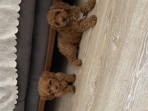Toy poodle yavruları