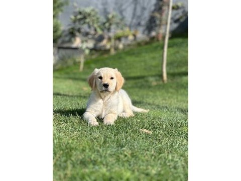 Golden retriever yavruları çiftlikten