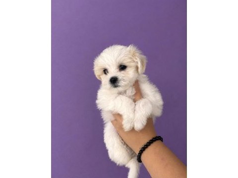 Maltese terrier yavrular