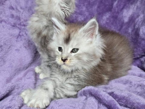 Xxxl maine coon erkek wcf kayıtlı