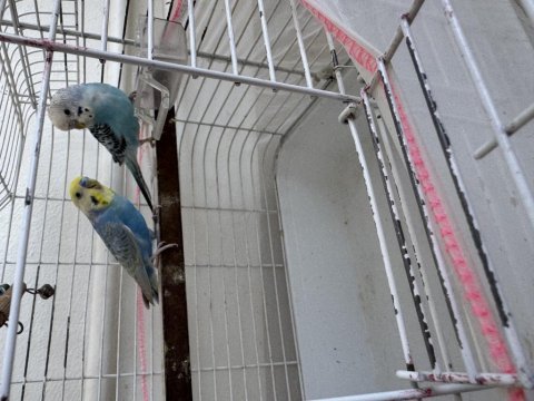 1 çift muhabbet kuşu kafes bütün aparatlarıyla beraber