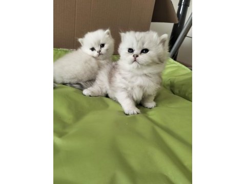 Scottish fold dişi bebeklerimiz